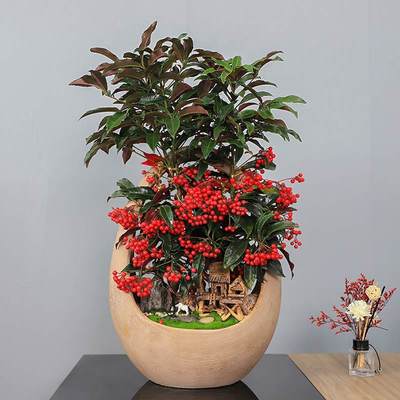 武漢寫字樓綠化租賃服務 專業園林租擺與工廠苗木報價